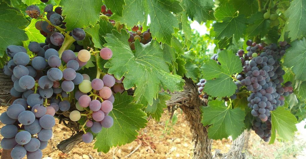Domaine Rabiega - Vineyard And Boutique Hotel Draguignan Kültér fotó